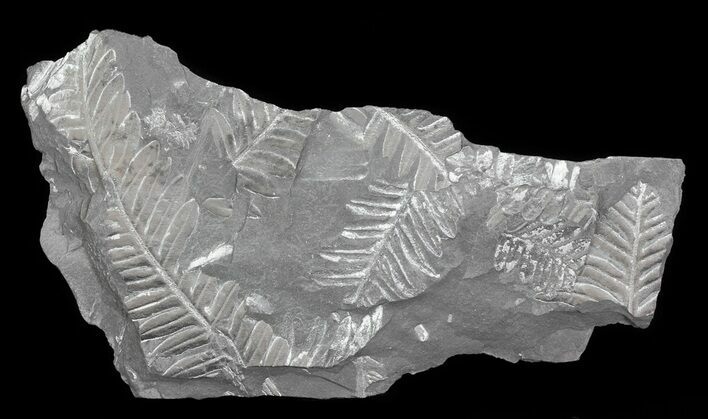 Wide Fossil Seed Fern Plate - Pennsylvania #65904